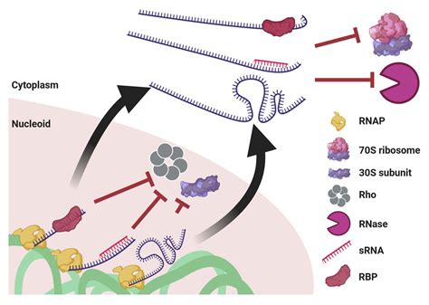 Frontiers Coupled Transcription Translation In Prokaryotes An Old