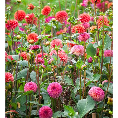 Tutti Frutti Dahlia Collection Great In Single Stems Posies And Vase