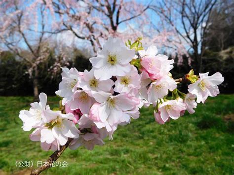 船津3号 桜図鑑｜公益財団法人日本花の会