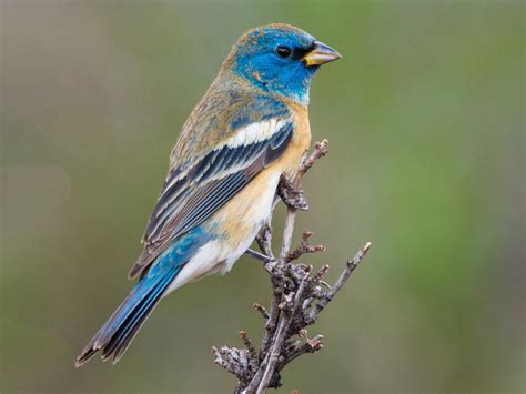 Lazuli Bunting Nestwatch