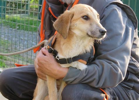 Adoption De Telma En Placement Provisoire Ind Finie Chien Berger