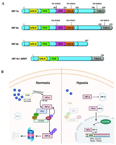 HIF α isoforms and their receptor HIF 1β ARNT structural domains A