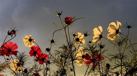 Nature Flowers Sky Field Overcast Mainly Cloudy HD Wallpaper Pxfuel