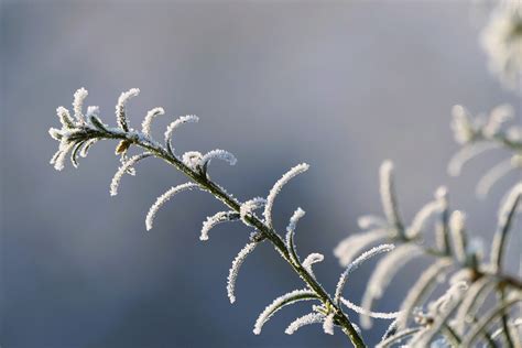 flower plant frozen  photo  pixabay