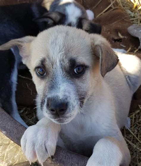 Enzo | Vermittlungsportal der Hilfe für HSH e.V.