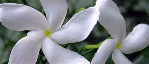 Sananga | Sacred Connection