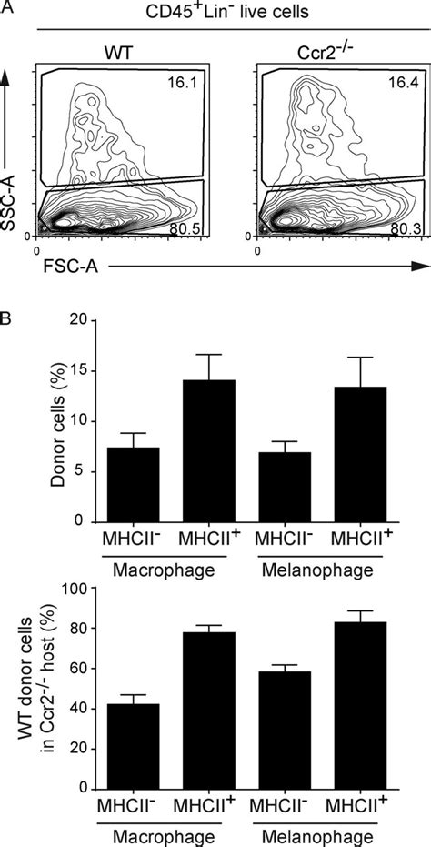 Prenatal And Adult Origins Of Ssc Ahighcd64⁺ Melanophages A