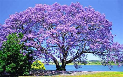 Jacaranda Tree For Sale North Fort Myers