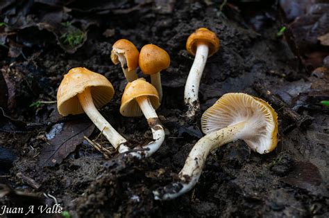 Hygrocybe Pratensis Cuphophyllus Pratensis Camarophyllus Pratensis O