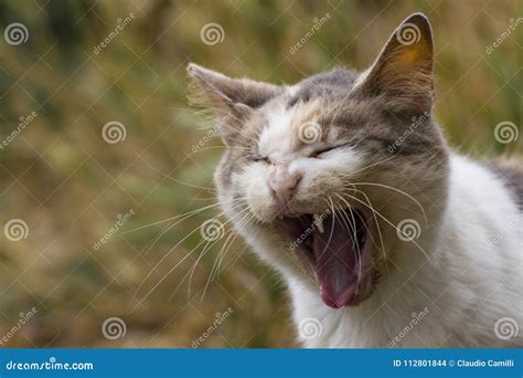 Wildcat roars stock photo. Image of background, kitten - 112801844