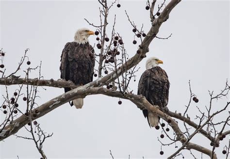 Best Places To Spot Bald Eagles In Indiana