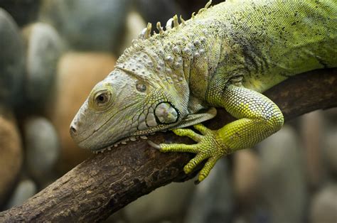 Iguana características hábitat alimentación y reproducción