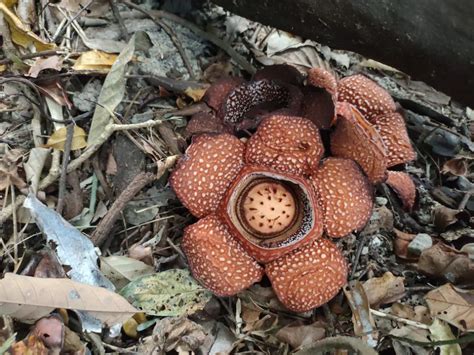 Exploring Parasitic Plants With Top Botanists Discover Rafflesia With