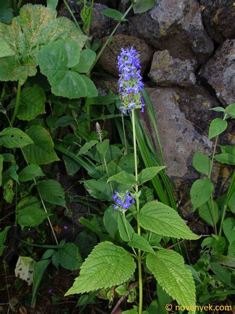 Image Collection Of Wild Vascular Plants Salvia Hispanica