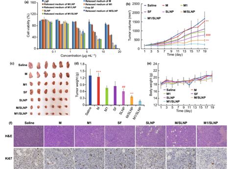 M Slnp Enhanced Antitumor Efficacy In Vitro And In Vivo A Cell