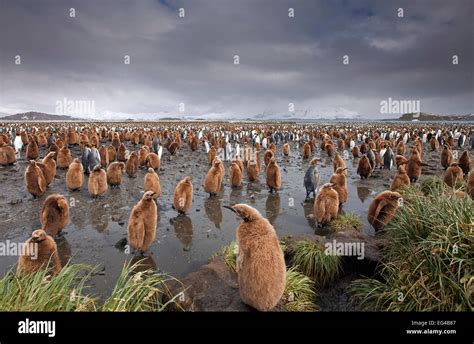 King Penguin Chicks Aptenodytes Patagonicus South Georgia Island