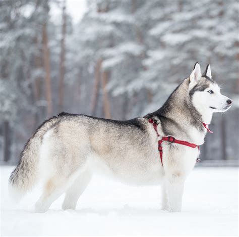 collection  pictures picture   siberian husky excellent