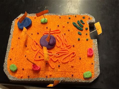 cell models dr eyes science site