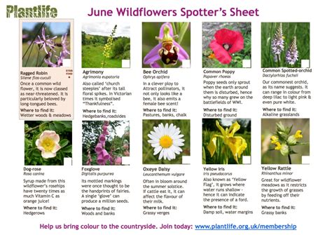 Plantlife Spotters Sheets For Summer Kelston Roundhill And Roundhill