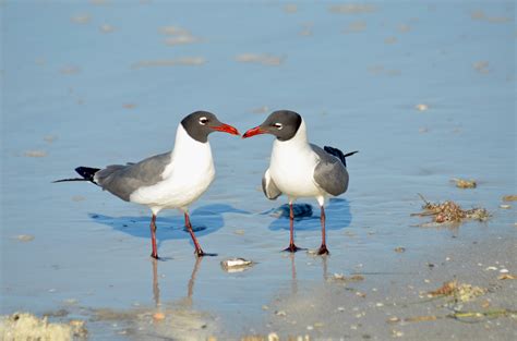 Seabird Driverlayer Search Engine