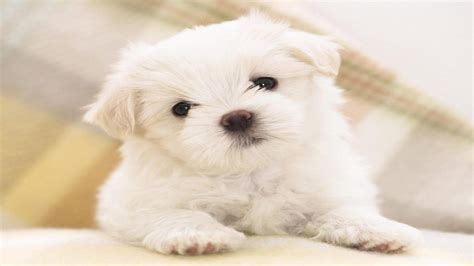 Dog HD Wallpapers 1920x1080 - WallpaperSafari