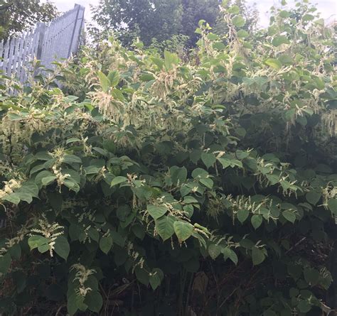 Japanese Knotweed Control In Fulham 1 Japanese Knotweed Expert