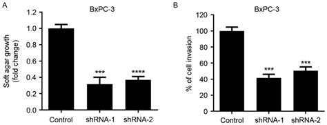 Downregulation Of SATB1 Expression Suppresses The Anchorageindependent