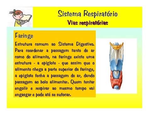 Estrutura Comum Ao Sistema Respiratório E Digestivo - Estrutura Comum Ao Sistema Respiratório E Digestivo - Várias Estruturas