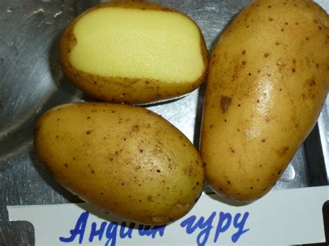 Семенной картофель Крючковой Татьяны: каталог, ОТЗЫВЫ