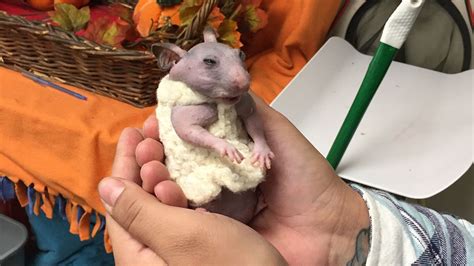 Silky The Naked Hamster Euronews