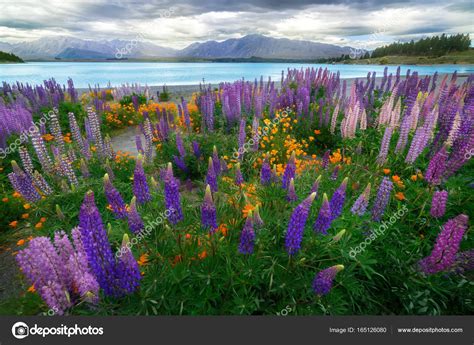 Пейзаж на озере Текапо Люпен-Филд в Новой Зеландии стоковое фото ...