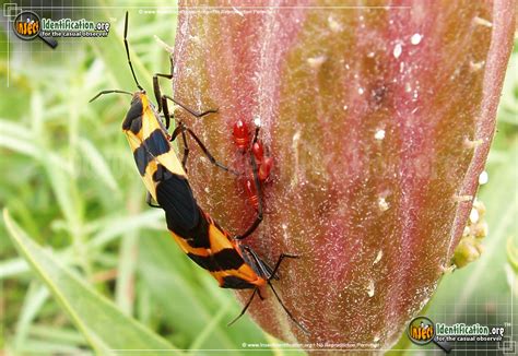 Large Milkweed Bug