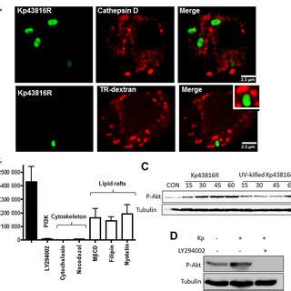 Apoptosis Of MH S Cells A MH S Cells Were Mock Treated Or Infected