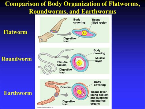PPT - Medically Important Protozoa & Helminths PowerPoint Presentation