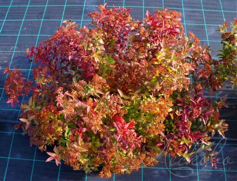 Спирея японская (Spiraea japonica `Zigeunerblut`) - Спирея японская ...