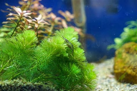 Hornwort Care Easy Keep As Floating And Bottom Plants