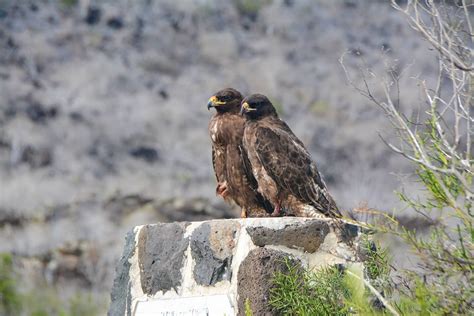 The Galapagos Hawk: Courtship & Nesting Behavior