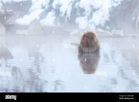 Japanese Snow Monkey Bathing In Hot Spring In Winter Stock Photo Alamy