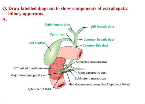 Extrahepatic Biliary Apparatus Anatomy Qa