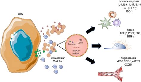 Frontiers Mesenchymal Stromal Cell Derived Extracellular Vesicles In