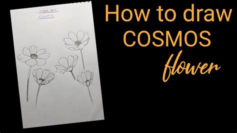 How To Draw Cosmos Flower Day Youtube