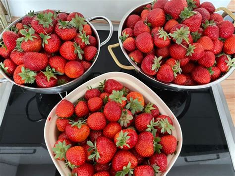 Erdbeeren Selber Pfl Cken In Und Um M Nchen Ciao Cacao