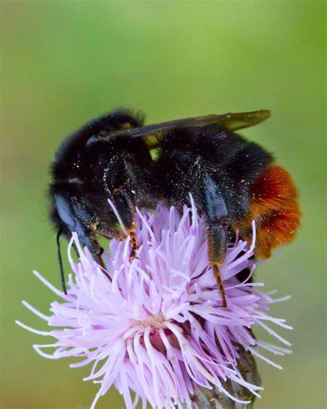 Support The Bumblebee Conservation Trust Bumblebee Conservation Trust