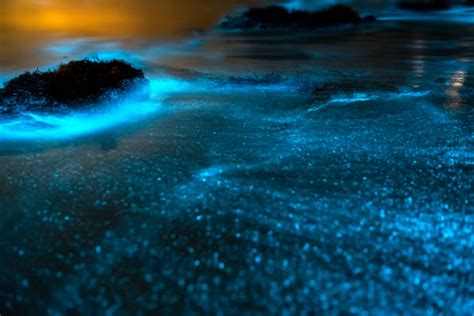 3300 Bioluminescence Stock Photos Pictures And Royalty Free Images