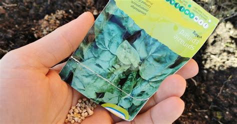 Seedlings Common Mistakes Made By Beginner Gardeners