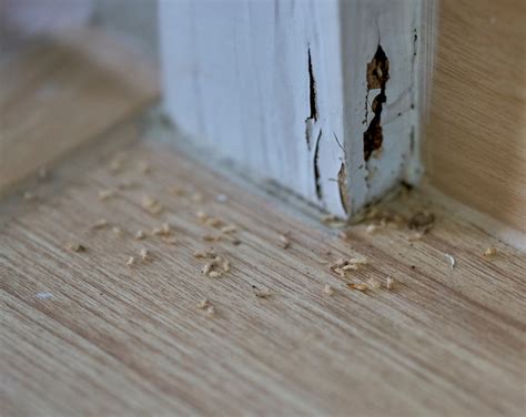 How can I tell if I have white ants or termites in my house? - Flick