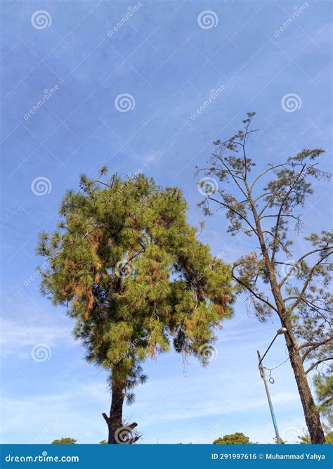 Oxygen Producing Trees in the Heart of the City Stock Photo - Image of ...