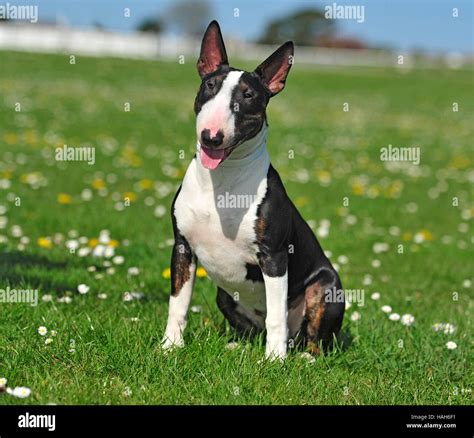 English Bull Terrier Stock Photo Alamy