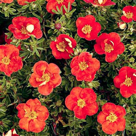 Саженцы лапчатки кустарниковой ред айс купить в Москве по цене от 1900 ...