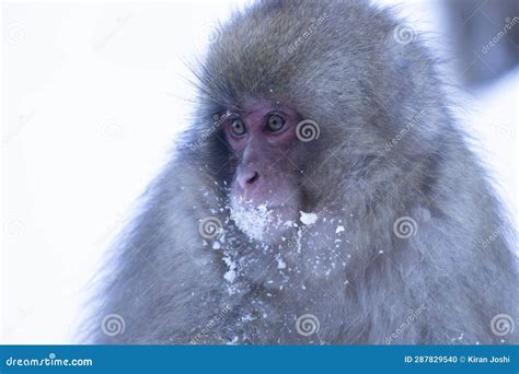 Portrait Of Snow Monkey Soaking In The Hot Water Spring Stock Photo Image Of Squirrel Mammal